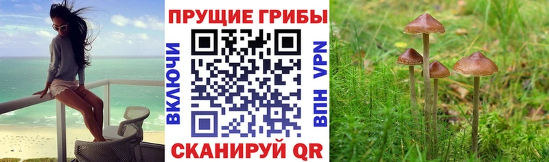 Купить где  Маркс  Псилоцибиновые грибы Psilocybe 